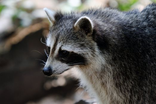 Close up portrait of a raccoon face