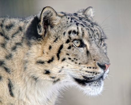 Close up protrait of a Snow (Amur) Leopard
