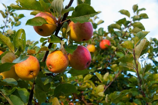 Ripe apples on a branch.