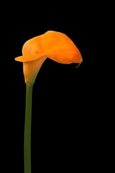 Calla Lily isolated on black background
