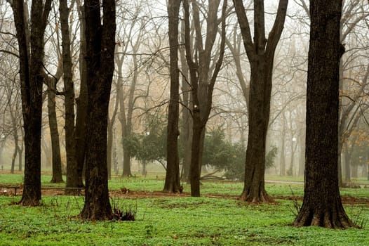 A photo of a landscape in fog