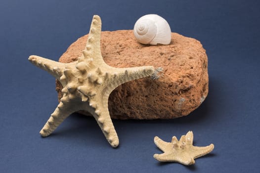 Starfish and old brick and white shell 