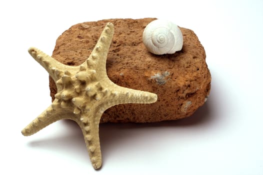 Starfish and old brick and white shell 