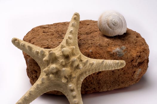 Starfish and old brick and white shell 