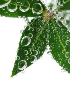 Green leaves of a plant submerged in water with air bubbles