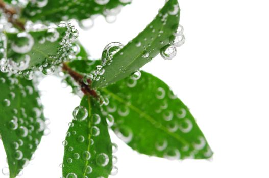 Green leaves of a plant submerged in water with air bubbles