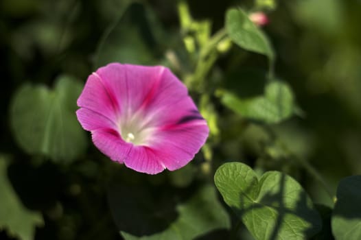 Purple petunia in an outdoor garden