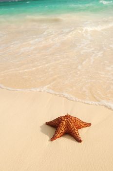 Starfish and ocean wave on sandy tropical beach