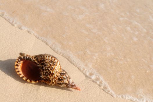 Seashell and ocean wave on sandy tropical beach 