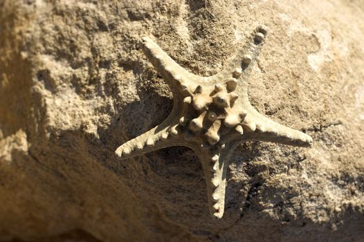 Starfish  and shells on the beach