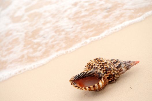 Seashell and ocean wave on sandy tropical beach