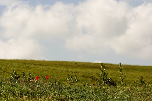  poppies and grass under cloudy sky