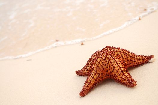 Starfish and ocean wave on sandy tropical beach