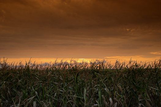 Landscape with cloudy red sky ahd corn field