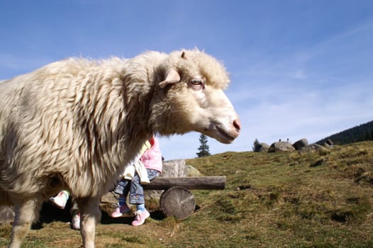  Sheep, Tatry, Poland