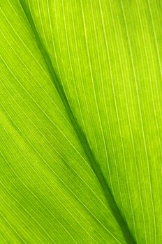 Green leaf of a troplical plant close up