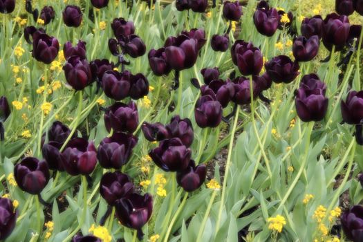 a field of dark tulips