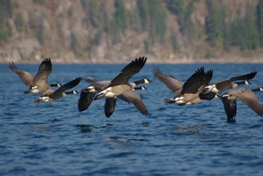 Canadian geese flying over a lkae