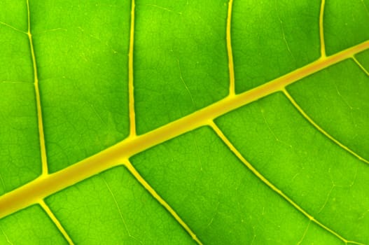 Backlit green leaf of a troplical plant close up