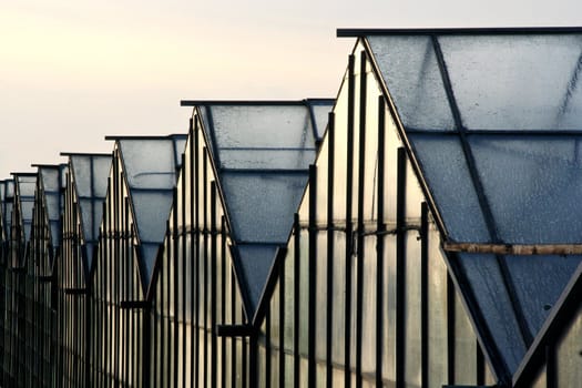 Greenhouses covered in morning dew.