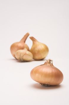 Picture of onion  over white