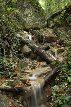 Autumn forest stream and leaves