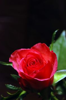 Fresh rose, morning of the birthday, the first gift