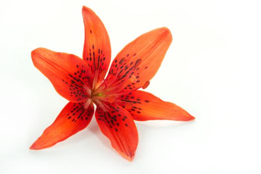 Red lily on a white background