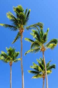 Sunlit palm trees on blue sky background