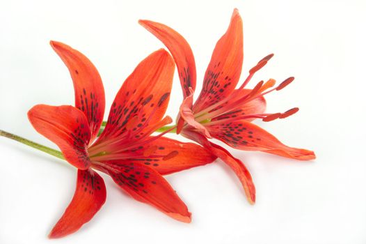 Red lily on a white background