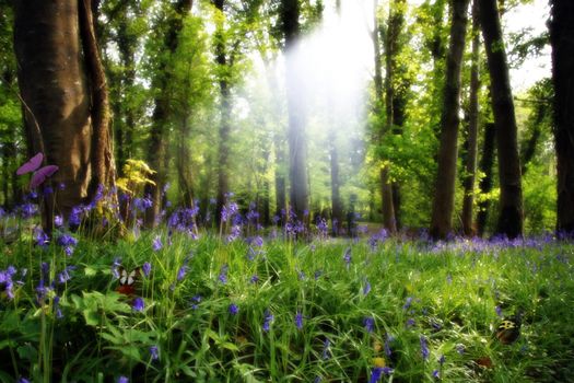 a wood full of bluebells