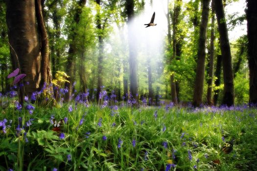 a wood full of bluebells