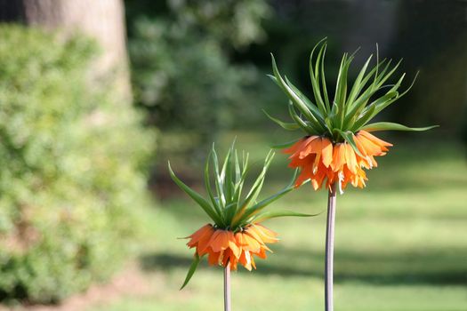 Two Fritillaria Imperialis (or: Crown Imperial) unfolding their blossoms in April. Background is well out of focus. Copy space.