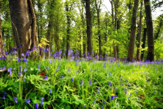 a wood full of bluebells