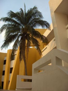 A palm tree growing between buildings at a resort in Mexico.