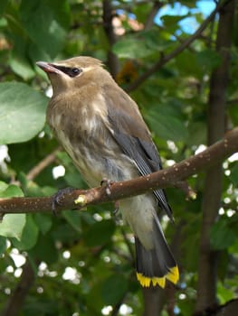 A young cedar waxwing perched in an apple tree