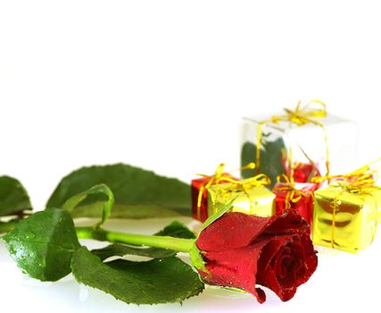 close up shot of rose with droplets and gift boxes with copy space. Shallow DOF       