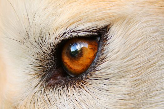 A reflection of the photographer in a close-up of a dog's eye.