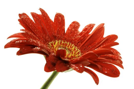 red gerber daisy with droplets isolated on white. Focus on core