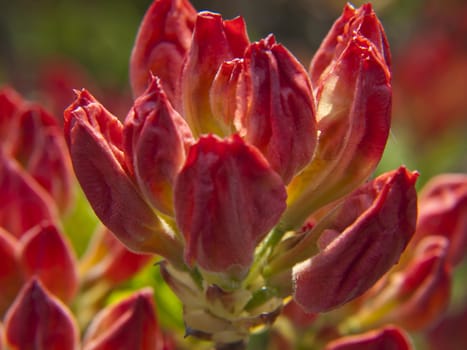 It's Spring, the sun is shining and out come the gorgeous red flowers of an azelea.