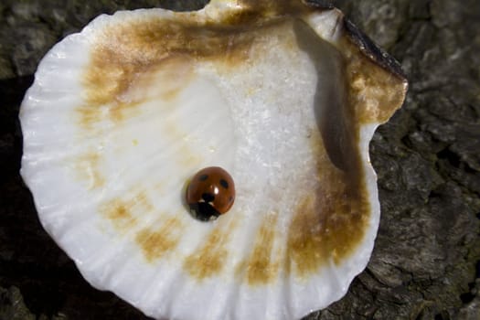 A ladybird caught inside a seashell