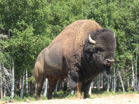 buffalo in Saint Felician's zoo, Quebec