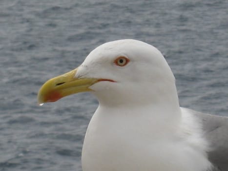 SEA GULL in "chateau d'If" island, Marseille, France