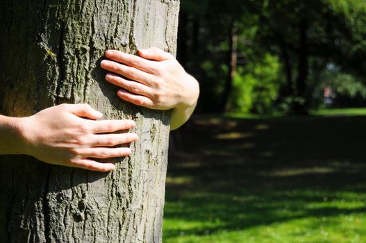 embracing a tree with hands shwing nature ecoecology or environmental concept