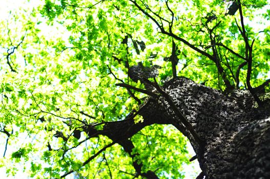 green summer trees in the woods or forest