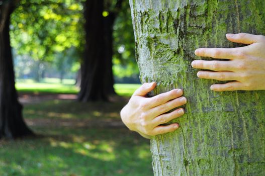embracing a tree with hands shwing nature ecoecology or environmental concept