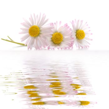 daisy flowers in summer with water reflection and copyspace