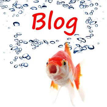 blog blogger or internet blogging concept with goldfish