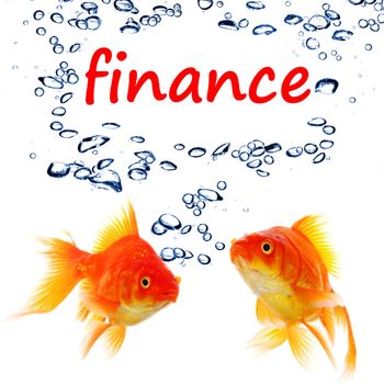 word finance and goldfish showing business financial investment banking or success concept