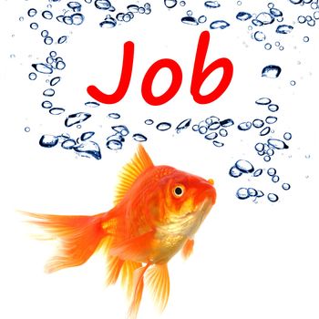 find a job concept with goldfish on white background